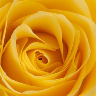 Yellow 4k PC wallpaper