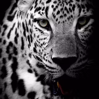 Mobile 4k white wallpaper