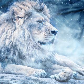 King lion 4k wallpaper