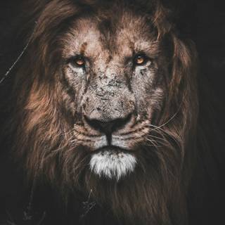 King lion 4k wallpaper