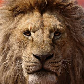 King lion 4k wallpaper