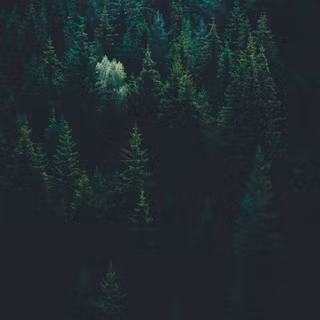 Phone dark green wallpaper