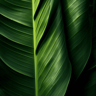 Phone dark green wallpaper