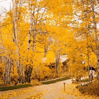 Aesthetic scenery phone wallpaper