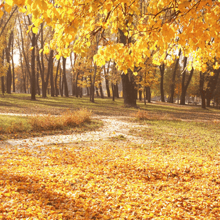 Aesthetic scenery phone wallpaper