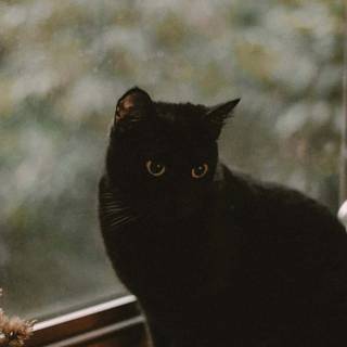 Halloween cat iPhone wallpaper