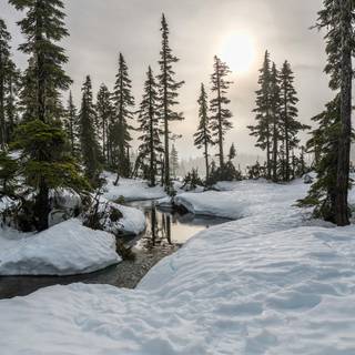 4k snow forest wallpaper
