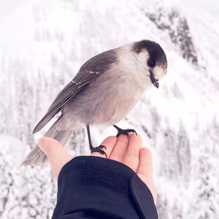 Laptop cute winter wallpaper
