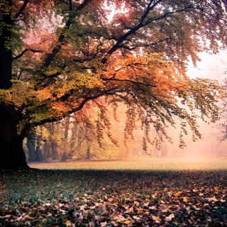 Light autumn HD wallpaper