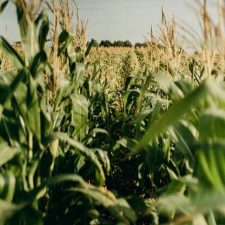 Aesthetic cornfield wallpaper