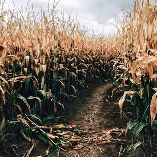 Aesthetic cornfield wallpaper