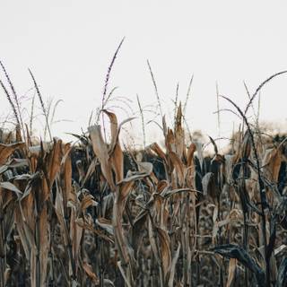 Aesthetic cornfield wallpaper