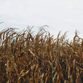 Aesthetic cornfield wallpaper
