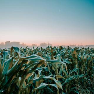 Aesthetic cornfield wallpaper