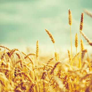 Aesthetic cornfield wallpaper