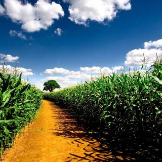 Aesthetic cornfield wallpaper