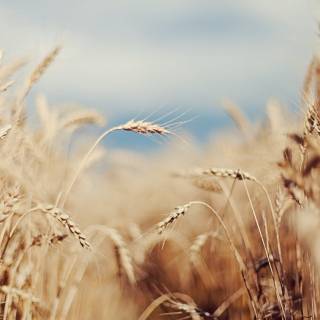 Aesthetic cornfield wallpaper