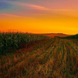 Aesthetic cornfield wallpaper