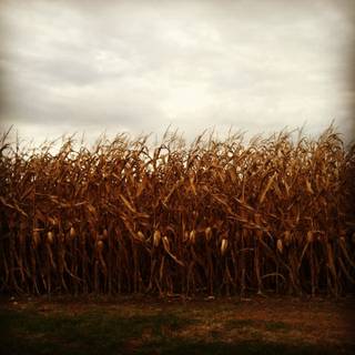 Aesthetic cornfield wallpaper