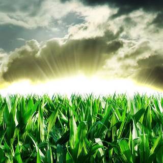 Aesthetic cornfield wallpaper