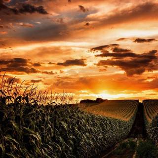 Aesthetic cornfield wallpaper