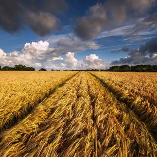 Aesthetic cornfield wallpaper