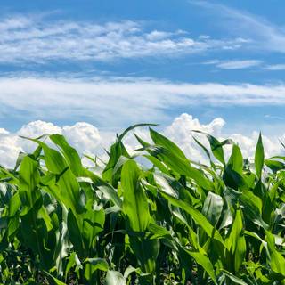 Aesthetic cornfield wallpaper