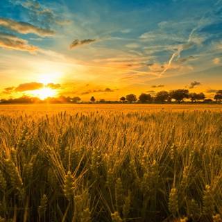 Aesthetic cornfield wallpaper