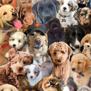 Dog group wallpaper