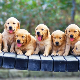 Dog group wallpaper