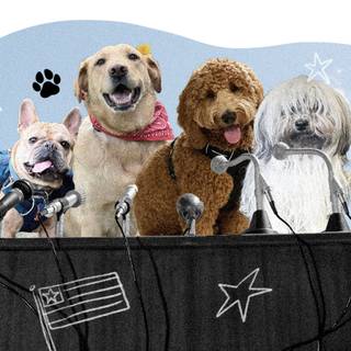 Dog group wallpaper