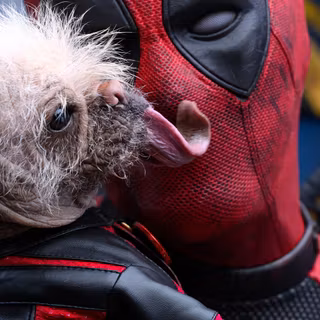 Deadpool and his dog wallpaper