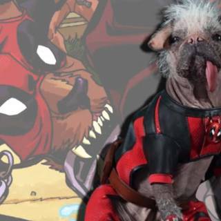 Deadpool and his dog wallpaper