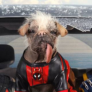 Deadpool and his dog wallpaper