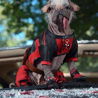 Deadpool and his dog wallpaper