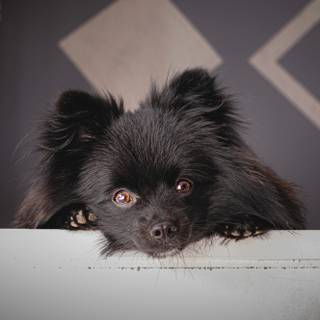 Black Pom dogs wallpaper