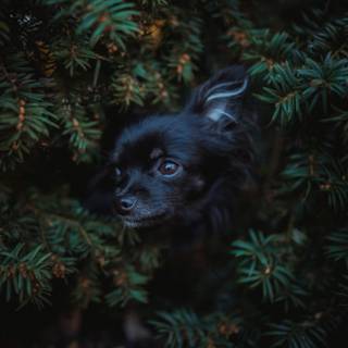 Black Pom dogs wallpaper