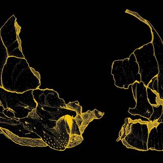 Yellow skull wallpaper