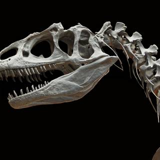 Dinosaur fossil wallpaper