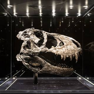 Dinosaur fossil wallpaper