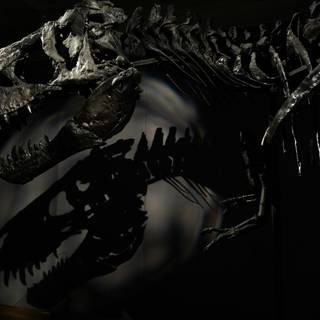 Dinosaur fossil wallpaper