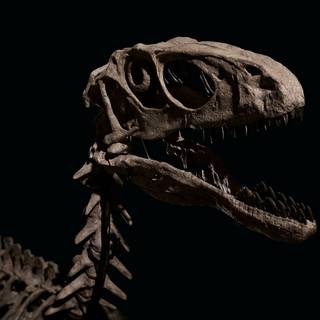 Dinosaur fossil wallpaper