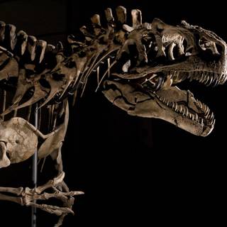 Dinosaur fossil wallpaper