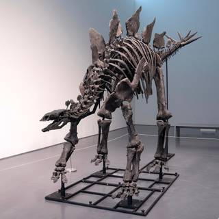 Dinosaur fossil wallpaper