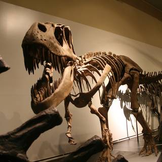 Dinosaur fossil wallpaper