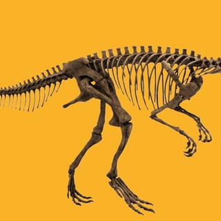 Dinosaur fossil wallpaper