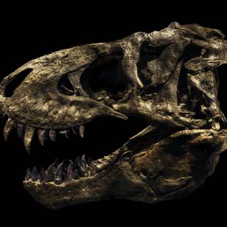 Dinosaur fossil wallpaper