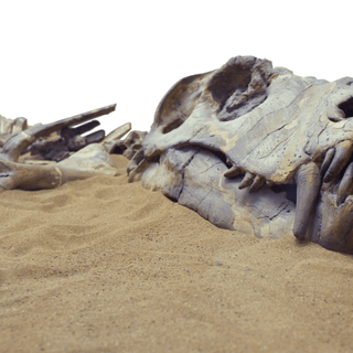 Dinosaur fossil wallpaper