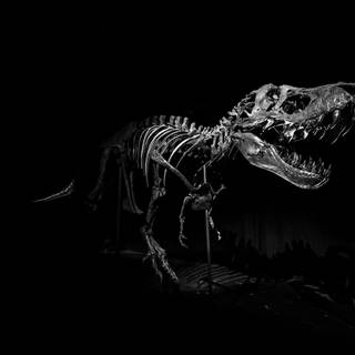 Dinosaur fossil wallpaper