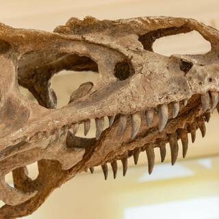 Dinosaur fossil wallpaper